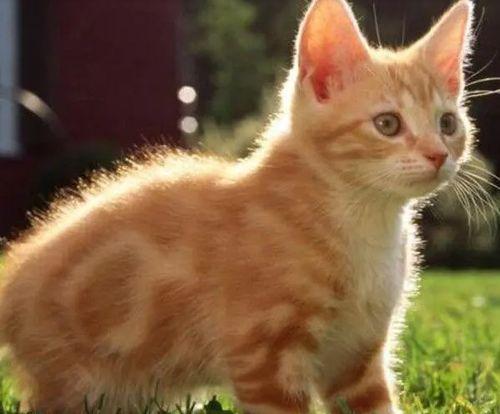 吃瓜娱乐酱猫,揭秘娱乐圈那些不为人知的幕后故事